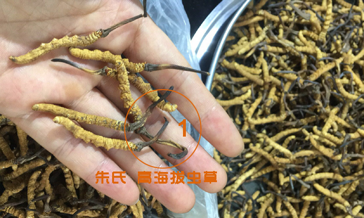 高海拔蟲草圖片 高海拔蟲草圖片
