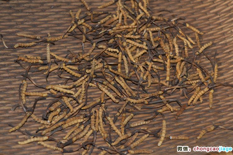 新鮮冬蟲夏草清理泥土后的圖片 新鮮冬蟲夏草清理泥土后的圖片