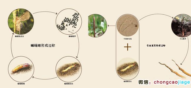 冬蟲夏草生長過程圖片