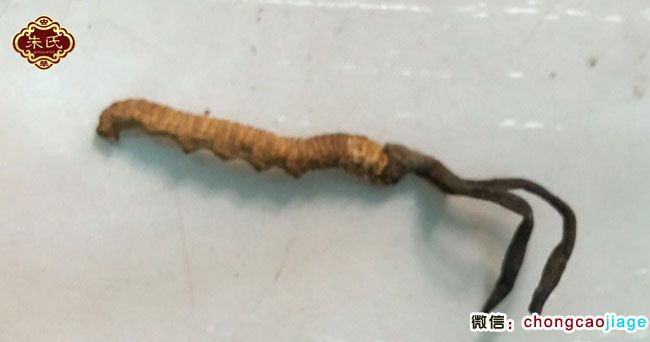 有2根草頭的冬蟲夏草圖片