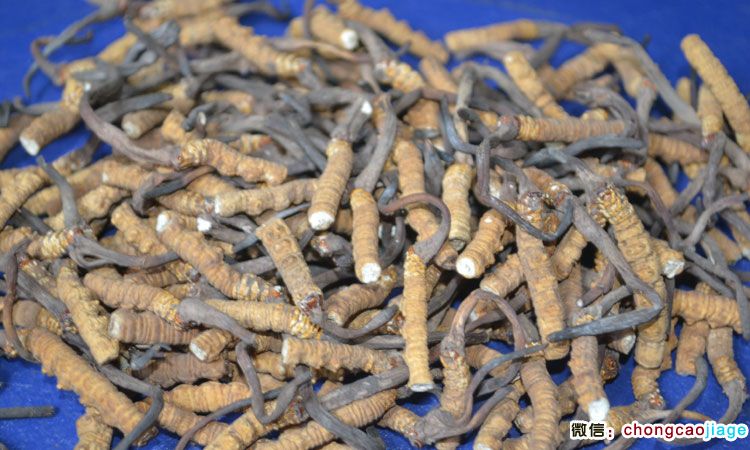 冬蟲夏草斷草圖片 冬蟲夏草斷草圖片