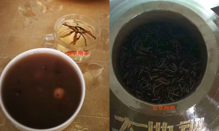 冬蟲夏草泡茶泡酒圖片 冬蟲夏草泡茶泡酒圖片