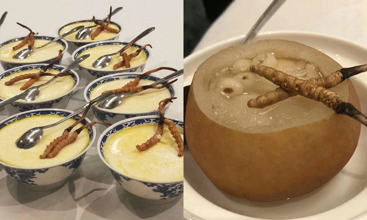 冬蟲夏草蒸著吃圖片 冬蟲夏草蒸著吃圖片