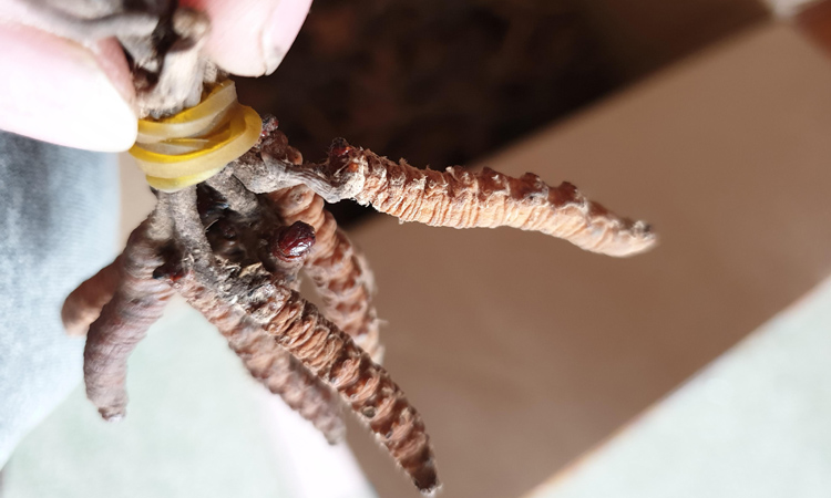 緬甸蟲(chóng)草圖片 緬甸蟲(chóng)草圖片